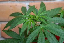 Павлодарцы закопали 25 кг марихуаны у себя во дворе