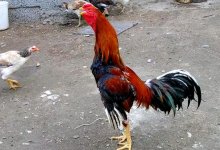 Боевой петух убил полицейского одним ударом ноги