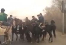 На трассе в Алматинской области затеяли кокпар в честь обрезания