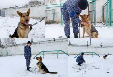 Полицейские в Караганде взяли на службу бездомную собаку