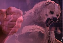 Организатора жестоких собачьих боев в Мангистау оштрафовали