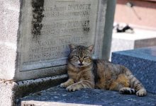 В Павлодаре обнаружили незаконное кладбище домашних животных