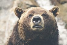 Российские военные расстреляли семью медведей, пробравшихся на подлодку