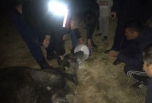 В Шымкенте корова провалилась в яму и пролежала там два дня
