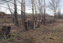 В ВКО незаконно вырубили более 300 деревьев