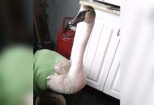 Семейство лебедей отстреляли на озере близ Экибастуза