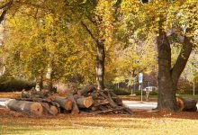 Вырубка деревьев в центре Алматы: возбуждено уголовное дело