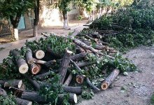 Администрация фастфуда незаконно вырубила деревья на своей территории в Алматы