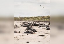 В Новой Зеландии усыпили дельфинов из милосердия