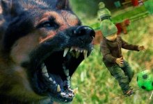 Покусанного собакой двухлетнего мальчика выписали из больницы Атырау