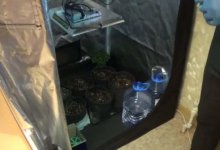 Наркосадовник выращивал «элитную» марихуану для студентов Нур-Султана