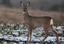 Сотрудники КНБ устроили погоню за браконьерами в Актюбинской области