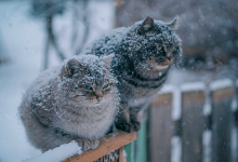 Штормовое предупреждение: синоптики сообщили об усилении метелей в Казахстане