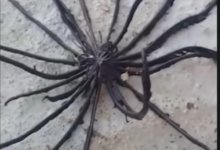 На реке в Таиланде нашли загадочное существо с устрашающими щупальцами