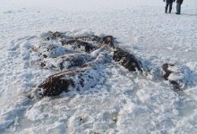 26 лошадей провались под лед и замерзли заживо в Павлодарской области