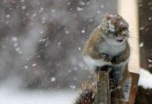 Снег, ветер, туман - прогноз погоды по Казахстану на 13 декабря