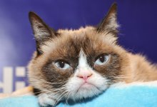 Игры с котами могут повлиять на психику человека – ученые