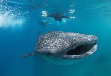 Хищная акула не убила рыбаков, а попросила о помощи