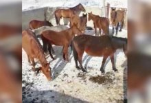 Олимпийскому призеру вернули украденный табун лошадей