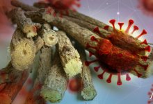 Найдено подавляющее коронавирус природное средство