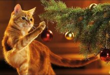 Как защитить новогоднюю елку от кота: 11 советов