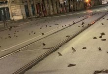 В Риме из-за фейерверков умерли сотни птиц