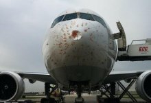 Направлявшийся в Алматы из Стамбула самолет столкнулся со стаей птиц