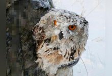 Устькаменогорцы спасли замерзающего филина