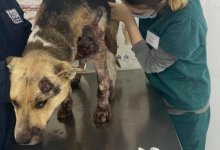 Привязал к машине и таскал по городу: израненного пса лечат в клинике Атырау