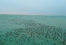 Автор видео со стаей фламинго снял новый ролик