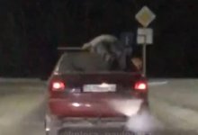 В Павлодаре задержали мужчину, который перевозил друга на крыше автомобиля
