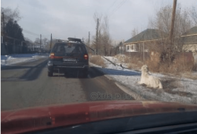 Привязал собаку к машине и тащил по дороге житель Алматинской области