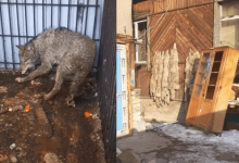 В Алматы жестоко издевались над волками: как на это отреагировало Минэкологии