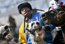 В Туркестанской области десятки людей устроили кокпар