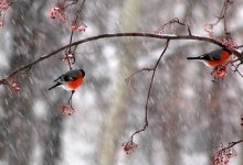 Снегопады и дожди обещают синоптики в Казахстане 16-17 января