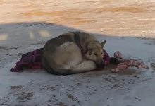 Полиция ищет человека, отстрелившего собаке ухо в поселке Косшы