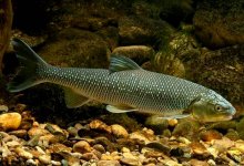 В Атырау поймали редкую краснокнижную рыбу