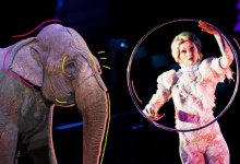 Шымкентский цирк планирует отказаться от животных