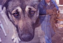 Убивать дешевле: у властей нет денег на стерилизацию бродячих собак в Косшы