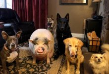 Зоозащитники просят не обзывать людей животными