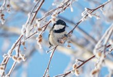 Потепление ожидается в Казахстане 2-4 февраля