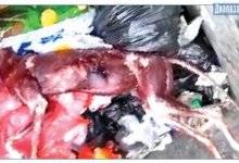 Шокирующие кадры: животное с содранной кожей выбросили в мусорку в Актобе