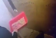 Жестоко избивал и издевался: шокирующее обращение алматинца с кошкой попало на видео