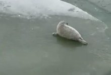 Ледоколы становятся причиной смерти детенышей каспийских тюленей - эколог