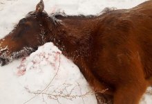 Грузовой поезд сбил 14 лошадей в ЗКО