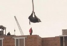 Корову подняли на крышу строительным краном в Нур-Султане