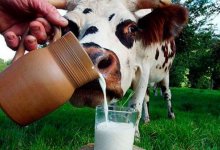 Коровье молоко становится причиной роста детской смертности - британские ученые