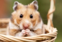 Павлодарцы вызвали полицию из-за похорон хомяка