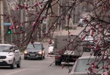 25 градусов тепла: в Шымкенте расцвели тюльпаны