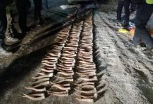 Более сотни рогов сайги на 17 млн тенге изъяли у браконьера в ЗКО